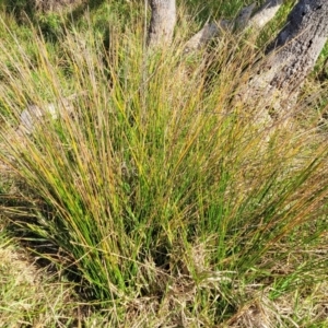 Ficinia nodosa at Mimosa Rocks National Park - 11 Nov 2023