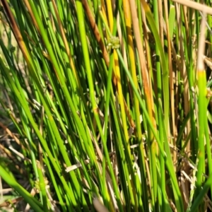 Ficinia nodosa at Mimosa Rocks National Park - 11 Nov 2023