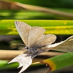 Unidentified Butterfly (Lepidoptera, Rhopalocera) at Mimosa Rocks National Park - 10 Nov 2023 by trevorpreston