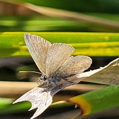Unverified Butterfly (Lepidoptera, Rhopalocera) at Mimosa Rocks National Park - 11 Nov 2023 by trevorpreston