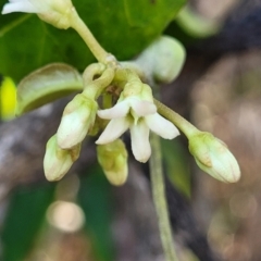 Leichhardtia rostrata (Milk Vine) at Mimosa Rocks National Park - 11 Nov 2023 by trevorpreston