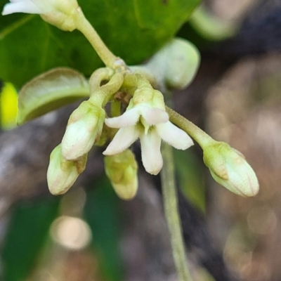 Leichhardtia rostrata (Milk Vine) at Wapengo, NSW - 10 Nov 2023 by trevorpreston