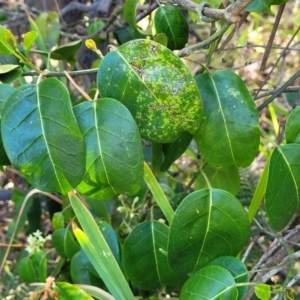 Leichhardtia rostrata at Mimosa Rocks National Park - 11 Nov 2023