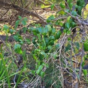 Leichhardtia rostrata at Mimosa Rocks National Park - 11 Nov 2023