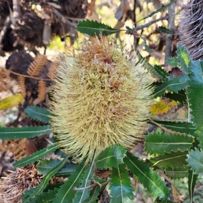 Banksia serrata (Saw Banksia) at Mimosa Rocks National Park - 10 Nov 2023 by trevorpreston