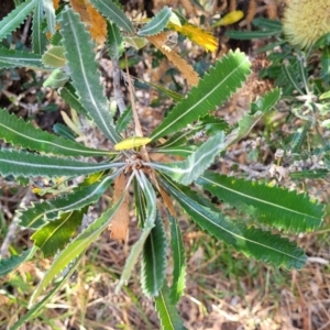 Banksia serrata at Mimosa Rocks National Park - 11 Nov 2023