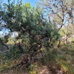 Banksia serrata at Mimosa Rocks National Park - 11 Nov 2023 08:21 AM