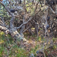 Banksia serrata at Mimosa Rocks National Park - 11 Nov 2023