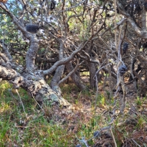 Banksia serrata at Mimosa Rocks National Park - 11 Nov 2023