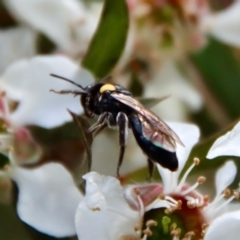 Leioproctus (Leioproctus) irroratus at QPRC LGA - suppressed