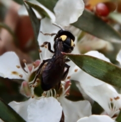 Leioproctus (Leioproctus) irroratus at QPRC LGA - 12 Nov 2023