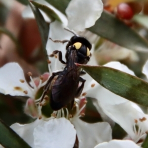 Leioproctus (Leioproctus) irroratus at QPRC LGA - suppressed