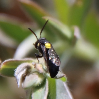 Hylaeinae (subfamily) (Masked bee, Hylaeine bee) at Mongarlowe River - 12 Nov 2023 by LisaH