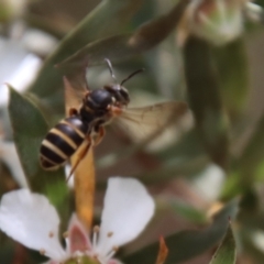 Lasioglossum (Chilalictus) bicingulatum (Halictid Bee) at Mongarlowe River - 12 Nov 2023 by LisaH