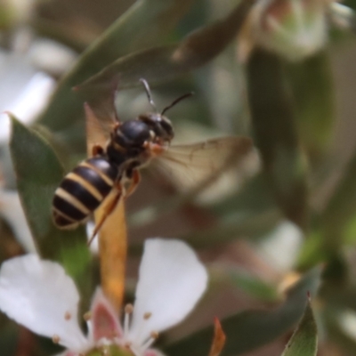 Lasioglossum (Chilalictus) bicingulatum (Halictid Bee) at Mongarlowe, NSW - 12 Nov 2023 by LisaH