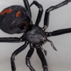 Latrodectus hasselti (Redback Spider) at Jerrabomberra, NSW - 11 Nov 2023 by MarkT