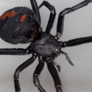 Latrodectus hasselti at QPRC LGA - 11 Nov 2023