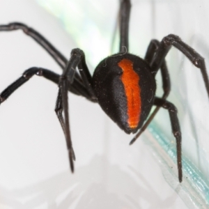 Latrodectus hasselti at QPRC LGA - 11 Nov 2023