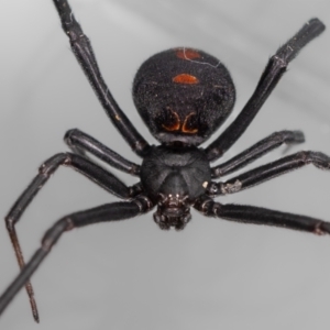 Latrodectus hasselti at QPRC LGA - 11 Nov 2023