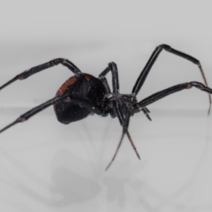 Latrodectus hasselti at QPRC LGA - 11 Nov 2023