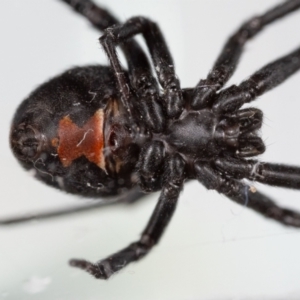 Latrodectus hasselti at QPRC LGA - 11 Nov 2023