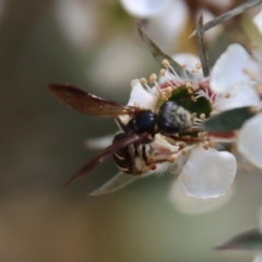 Lasioglossum (Australictus) tertium at QPRC LGA - suppressed