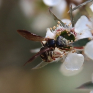 Lasioglossum (Australictus) tertium at QPRC LGA - suppressed