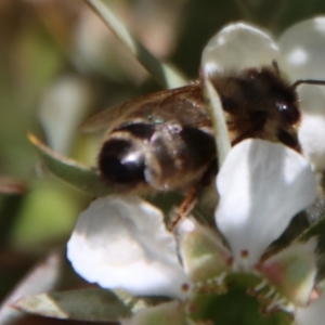 Apis mellifera at QPRC LGA - 12 Nov 2023