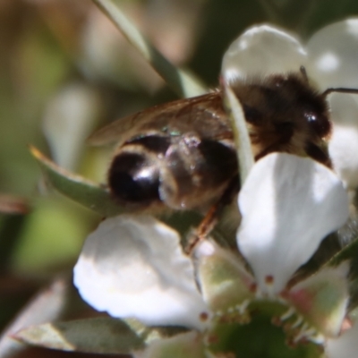 Apis mellifera (European honey bee) at Mongarlowe River - 12 Nov 2023 by LisaH