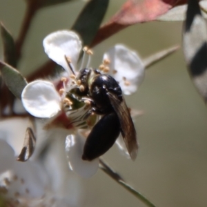 Euryglossa sp. (genus) at QPRC LGA - suppressed