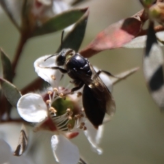 Euryglossa sp. (genus) at QPRC LGA - suppressed