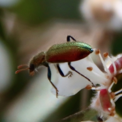Phlogistus sp. (genus) (Clerid beetle) at Mongarlowe River - 12 Nov 2023 by LisaH