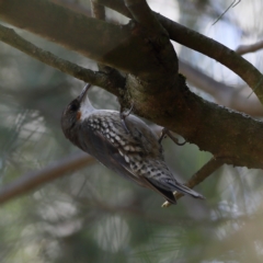 Cormobates leucophaea (White-throated Treecreeper) at Gundagai, NSW - 10 Nov 2023 by MichaelWenke