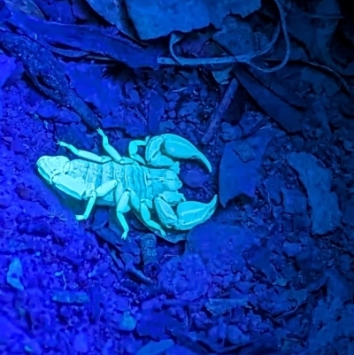 Urodacus manicatus (Black Rock Scorpion) at Point 85 - 12 Nov 2023 by RobynHall