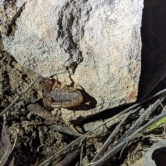 Urodacus manicatus at Black Mountain - 12 Nov 2023 08:09 PM