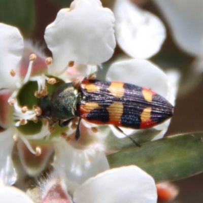 Castiarina sexplagiata (Jewel beetle) at Mongarlowe River - 12 Nov 2023 by LisaH