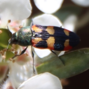 Castiarina sexplagiata at QPRC LGA - suppressed