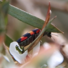 Castiarina sexplagiata at QPRC LGA - suppressed