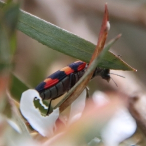 Castiarina sexplagiata at QPRC LGA - suppressed