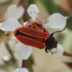 Castiarina erythroptera (Lycid Mimic Jewel Beetle) at Mongarlowe, NSW - 12 Nov 2023 by LisaH