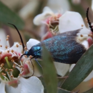 Pollanisus (genus) at QPRC LGA - 12 Nov 2023