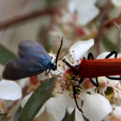Porrostoma sp. (genus) (Lycid, Net-winged beetle) at Mongarlowe River - 12 Nov 2023 by LisaH