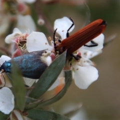 Porrostoma sp. (genus) at QPRC LGA - 12 Nov 2023