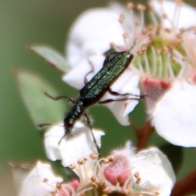 Eleale aspera (Clerid beetle) at Mongarlowe River - 12 Nov 2023 by LisaH
