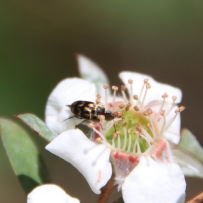 Mordella sydneyana (Pintail Beetle) at Mongarlowe River - 12 Nov 2023 by LisaH