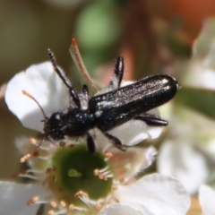 Eleale simplex (Clerid beetle) at Mongarlowe River - 12 Nov 2023 by LisaH
