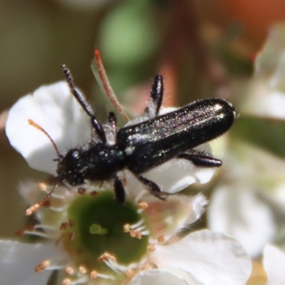 Eleale simplex (Clerid beetle) at QPRC LGA - 12 Nov 2023 by LisaH