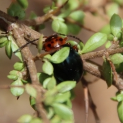 Peltoschema oceanica (Oceanica leaf beetle) at QPRC LGA - 12 Nov 2023 by LisaH