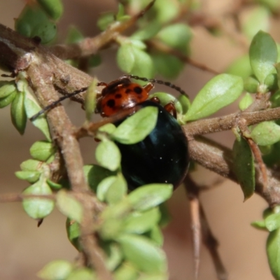 Peltoschema oceanica (Oceanica leaf beetle) at Mongarlowe River - 12 Nov 2023 by LisaH