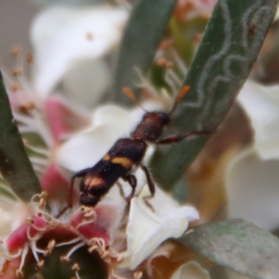 Eleale pulchra (Clerid beetle) at Mongarlowe, NSW - 12 Nov 2023 by LisaH